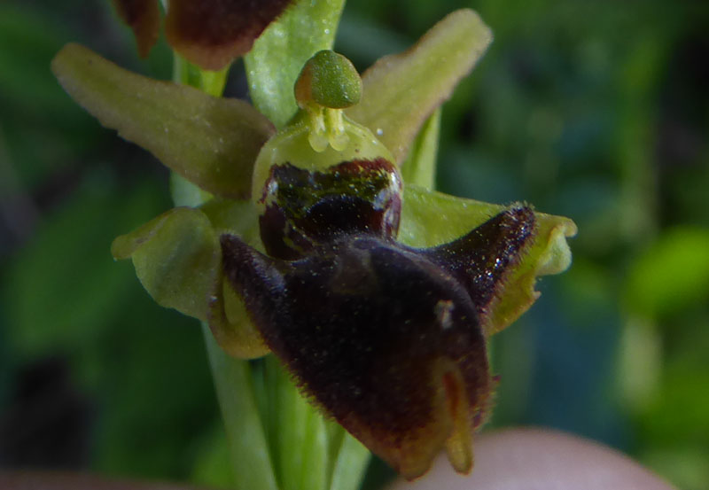 Ophrys sphegodes subsp.classica